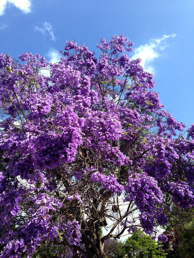 purple tree flower