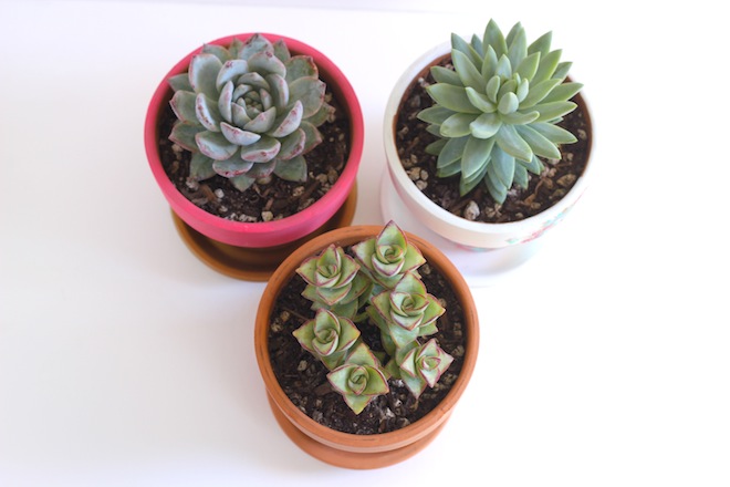 DIY painted terracotta pots // My SoCal'd Life, a lifestyle blog