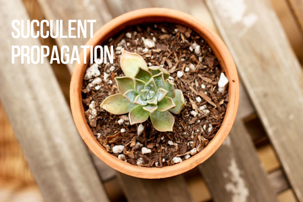 succulent propagation
